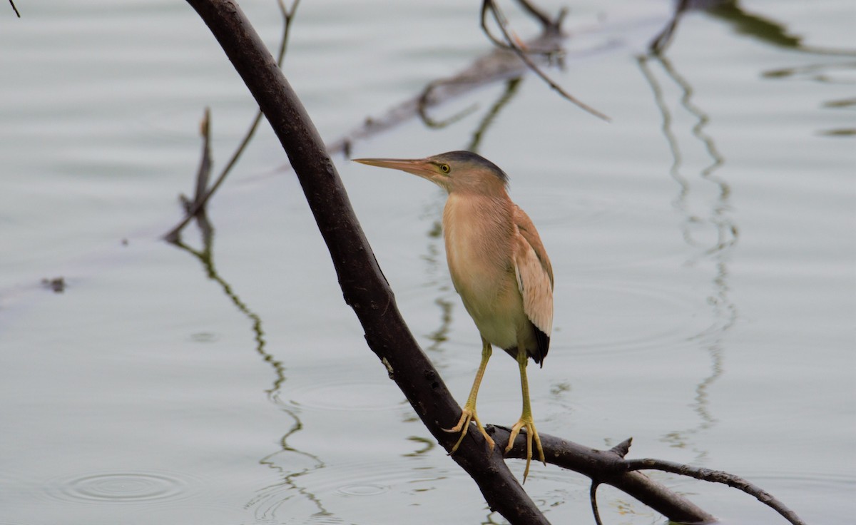 Yellow Bittern - ML474796491