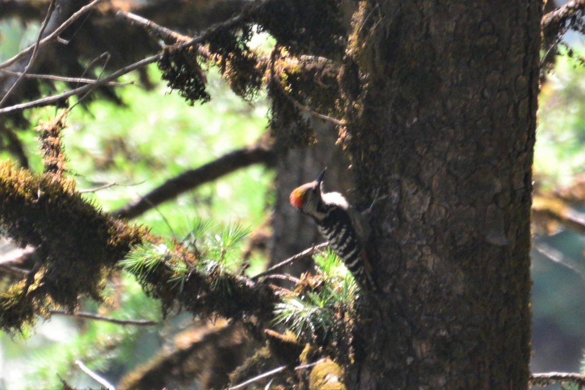 Brown-fronted Woodpecker - ML474797381