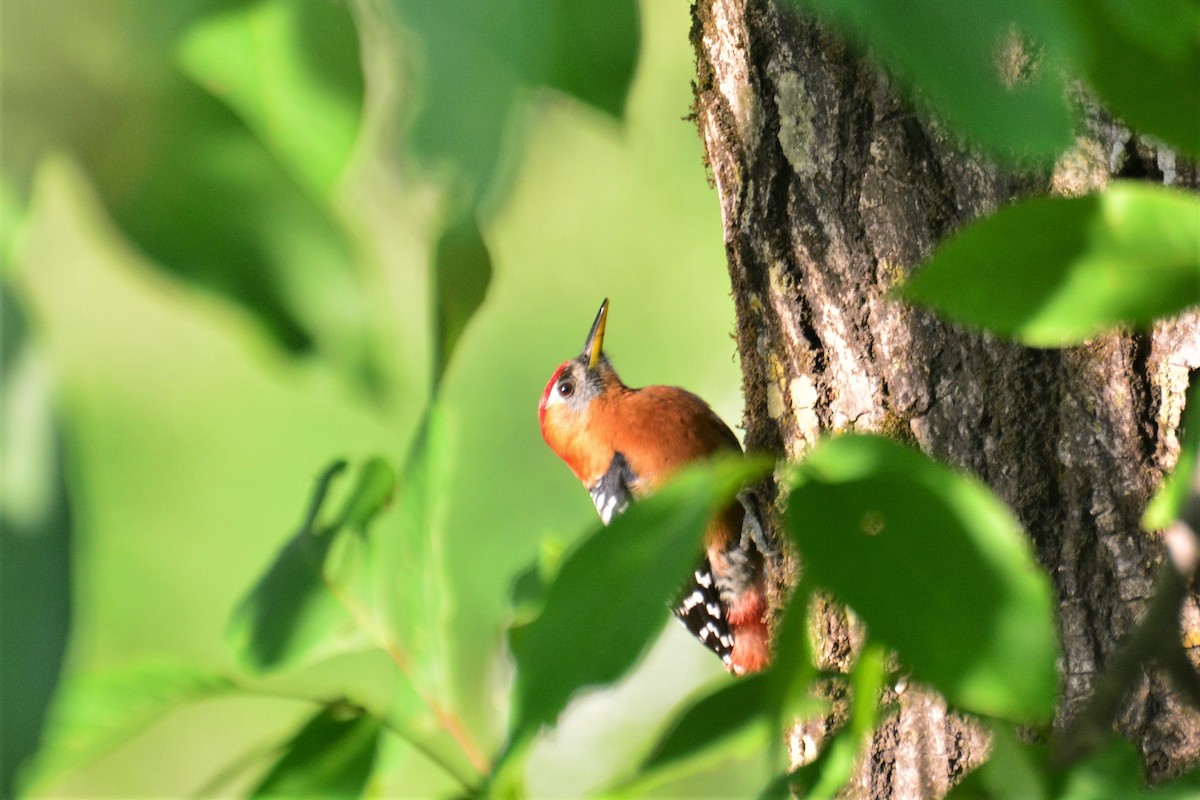Rufous-bellied Woodpecker - ML474797461