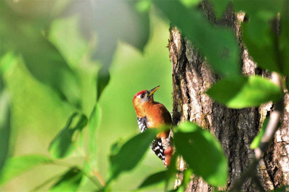 Rufous-bellied Woodpecker - ML474797471