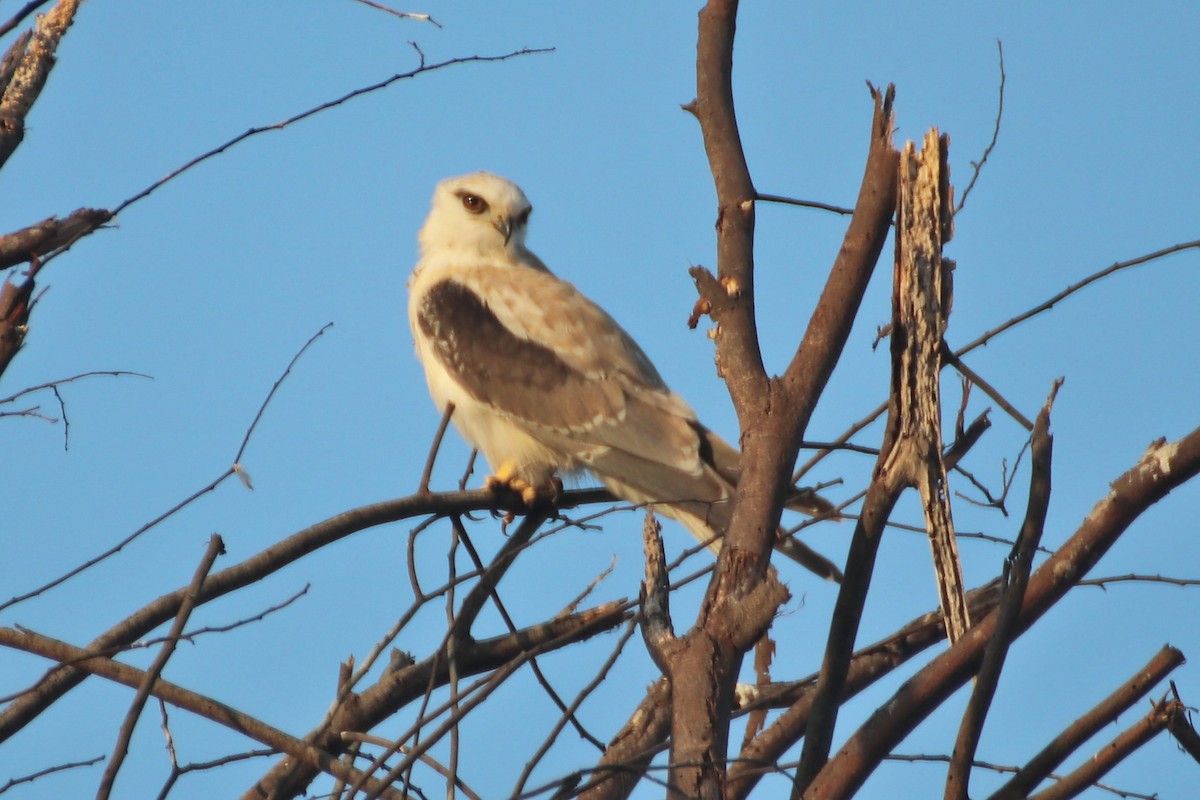 Black-shouldered Kite - James Lambert