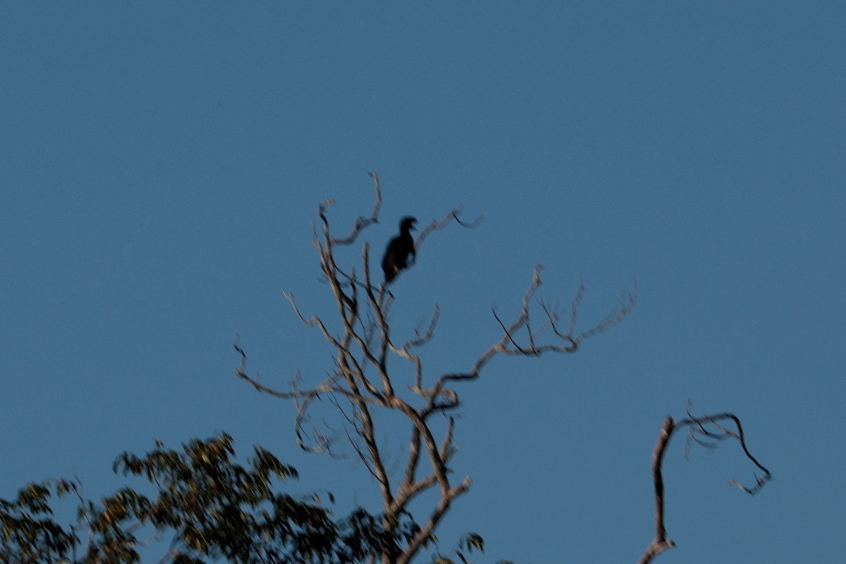 Amazonian Umbrellabird - ML474800001