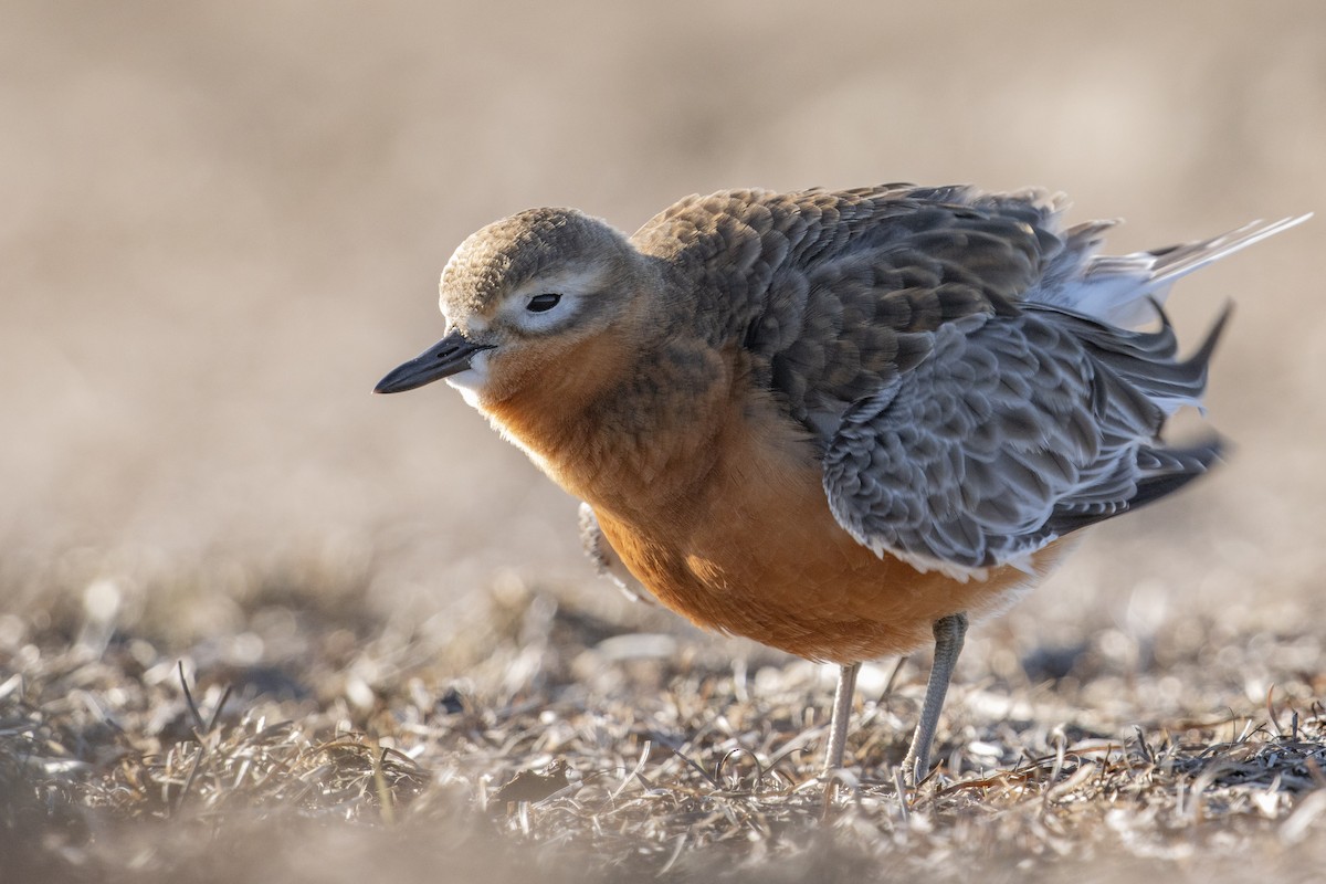 Red-breasted Dotterel (Southern) - ML474800141