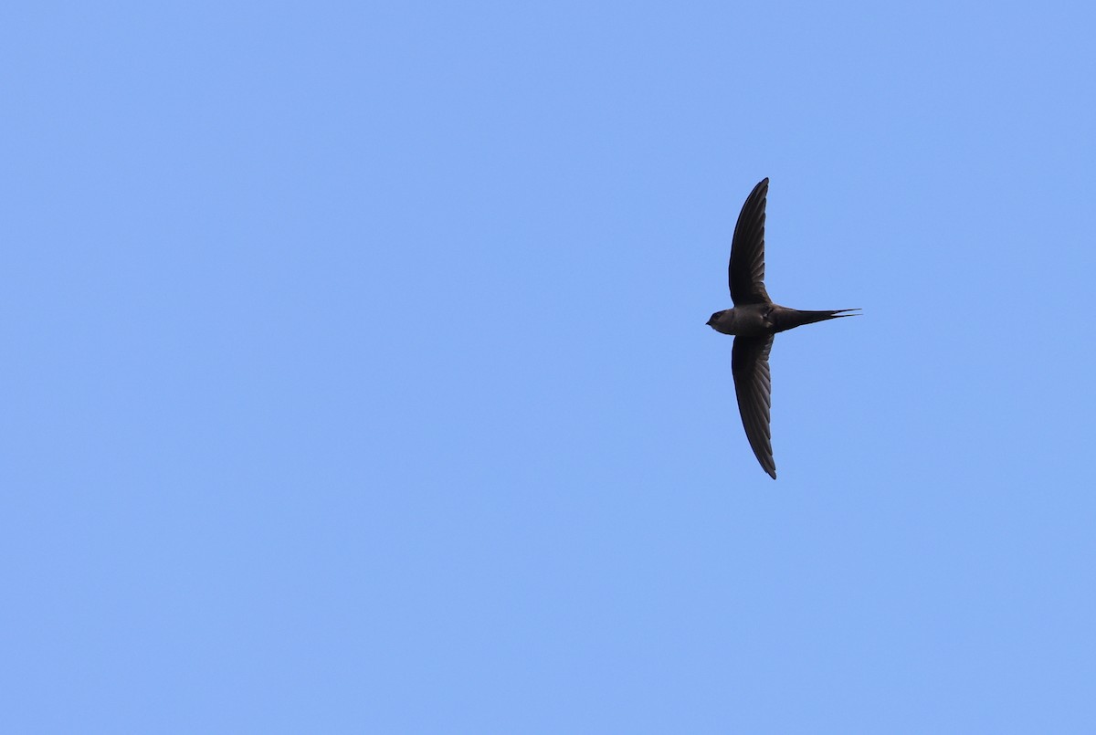 Malagasy Palm Swift (Comoro) - ML474800561