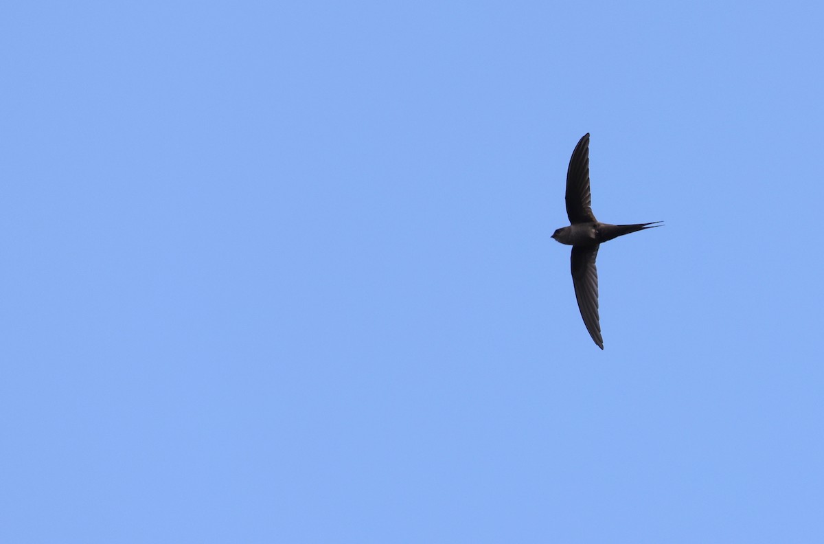 Malagasy Palm Swift (Comoro) - ML474800571