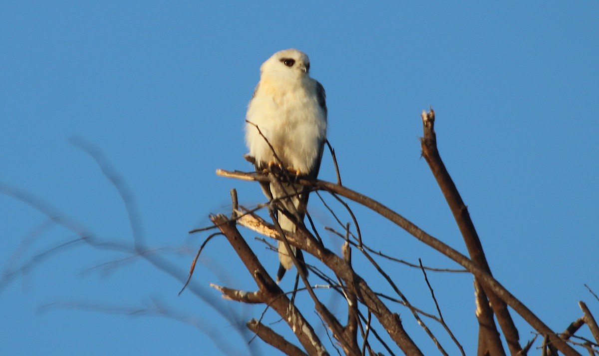 Black-shouldered Kite - ML474800591