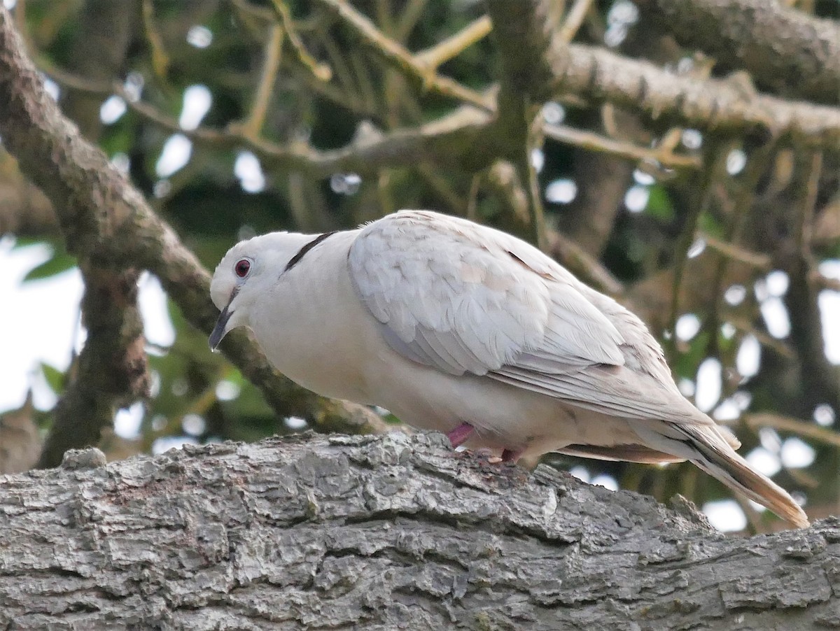 African Collared-Dove - ML474800881