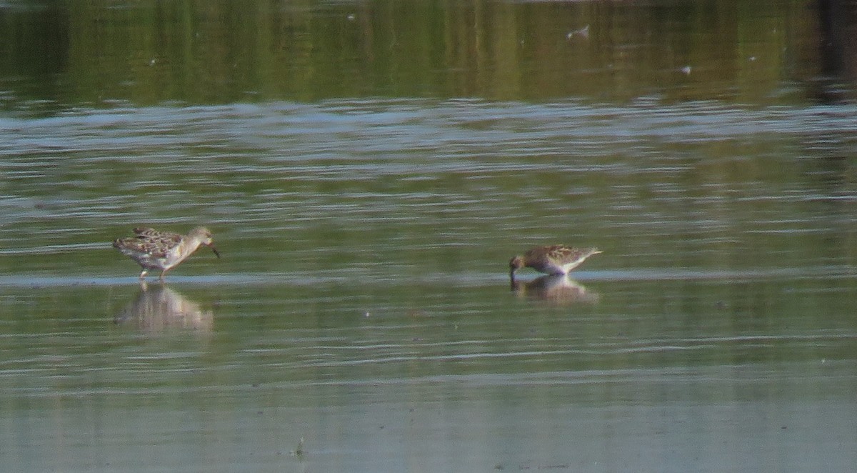 Pectoral Sandpiper - ML474802171