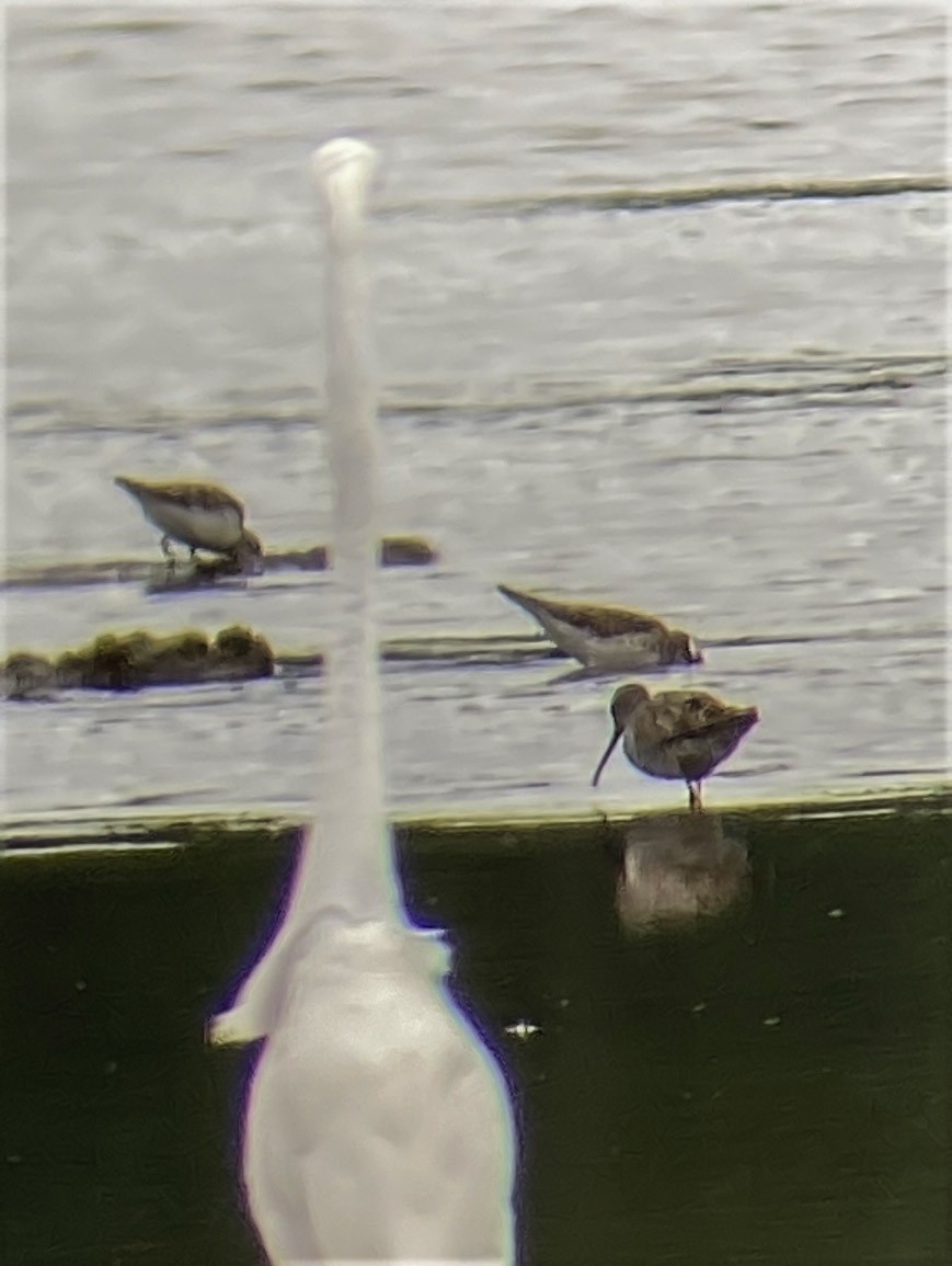 Stilt Sandpiper - ML474802391