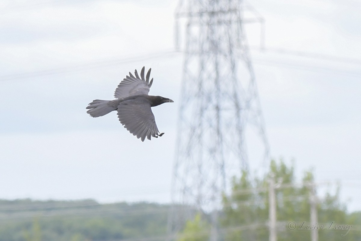 Common Raven - Lucien Lemay