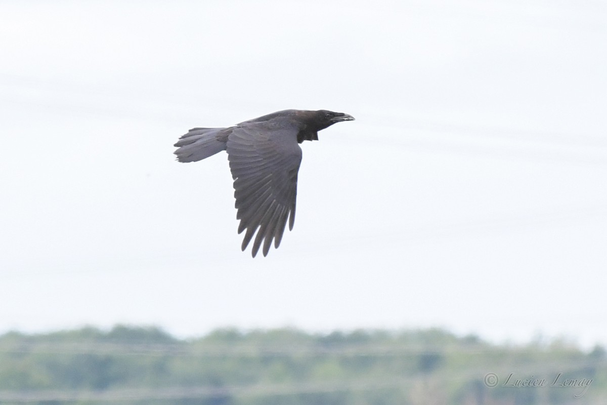 Common Raven - ML474802431