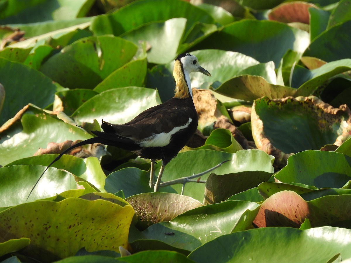 Pheasant-tailed Jacana - Wenyi Zhou