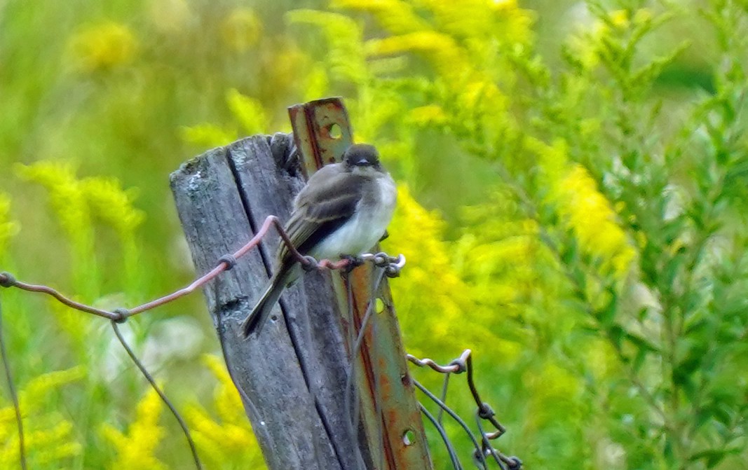 Eastern Phoebe - ML474803761