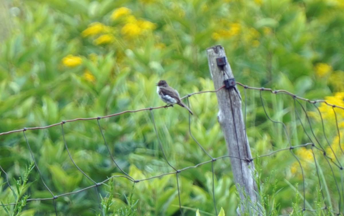 Eastern Phoebe - ML474803771