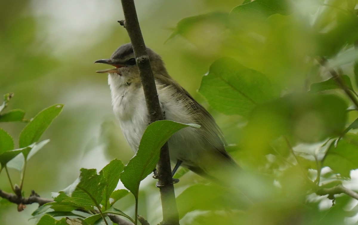 Red-eyed Vireo - ML474803941