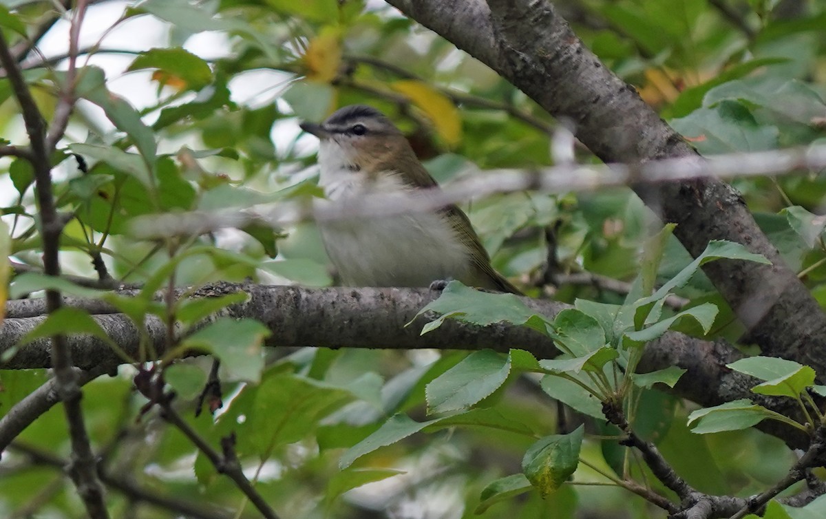 Red-eyed Vireo - ML474803951