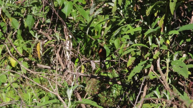 Rufous-browed Chat-Tyrant - ML474804