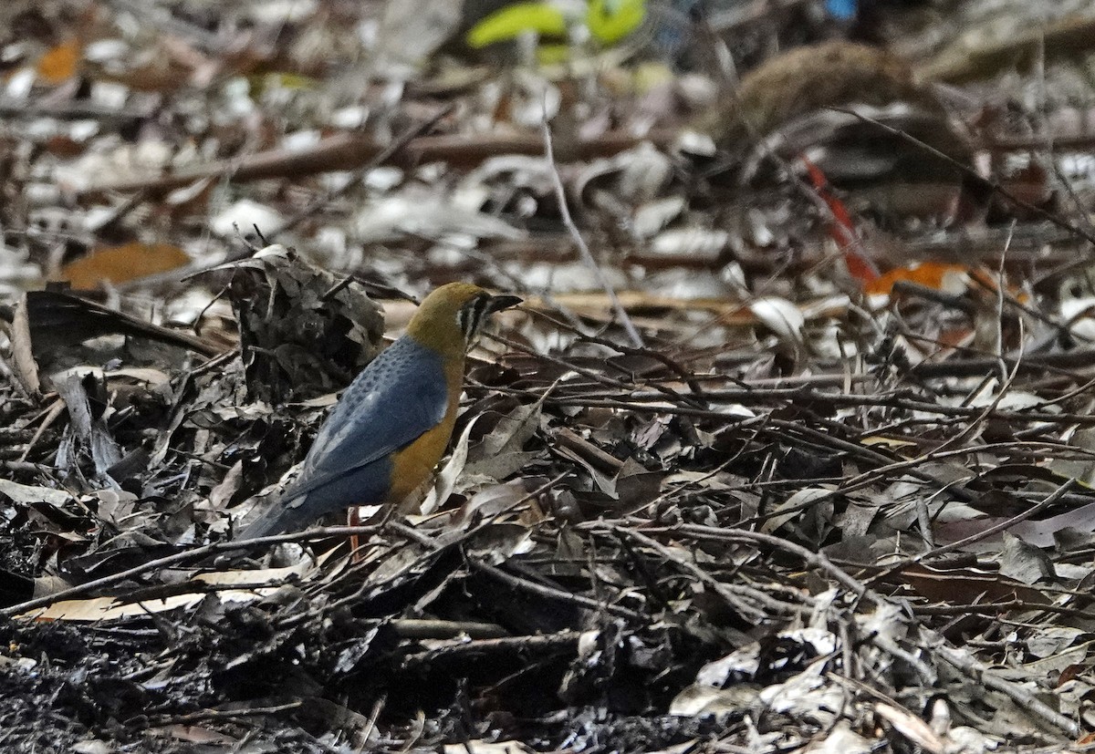 Orange-headed Thrush - ML474804561