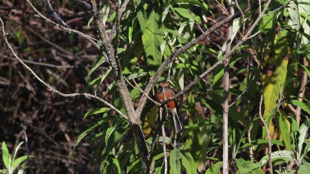 Rufous-browed Chat-Tyrant - ML474805