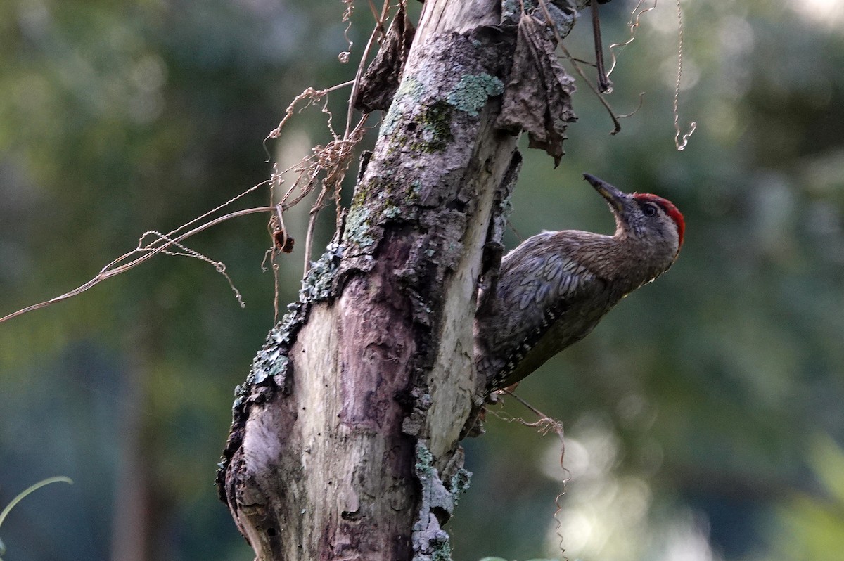 Streak-throated Woodpecker - Reginold Thankappa