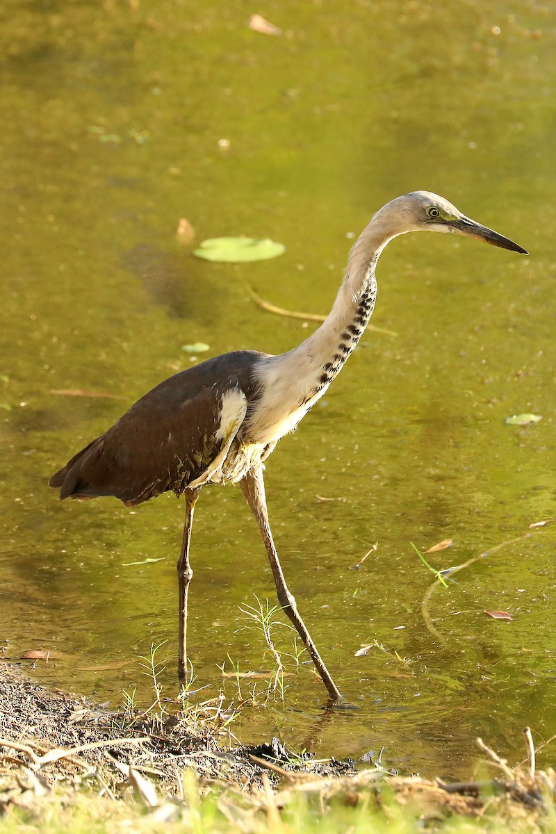 Pacific Heron - ML474805271