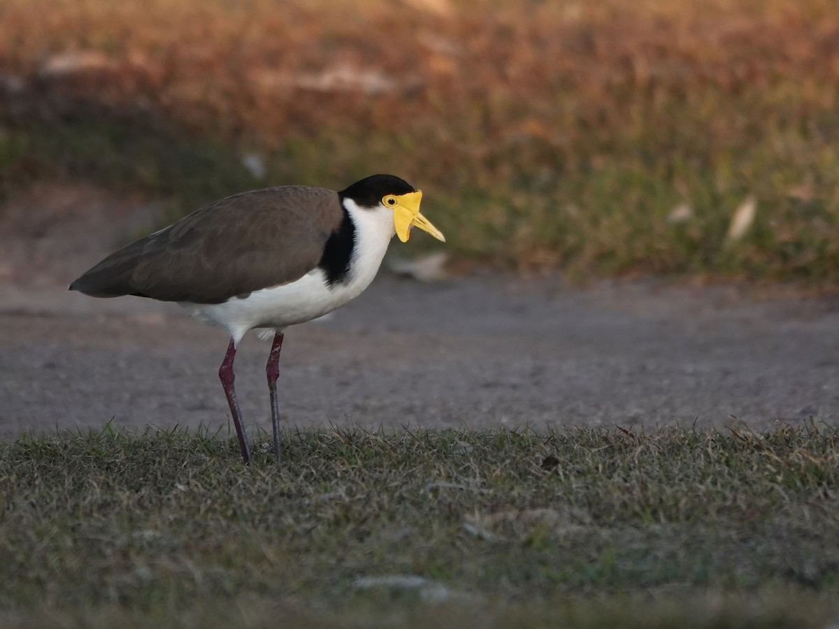 Masked Lapwing - Len and Chris Ezzy