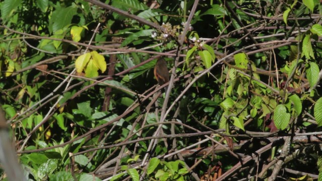 Rufous-browed Chat-Tyrant - ML474806