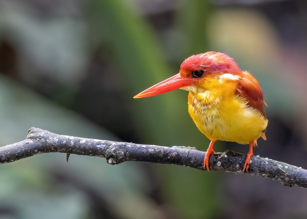 Rufous-backed Dwarf-Kingfisher - Joo Aun Hneah