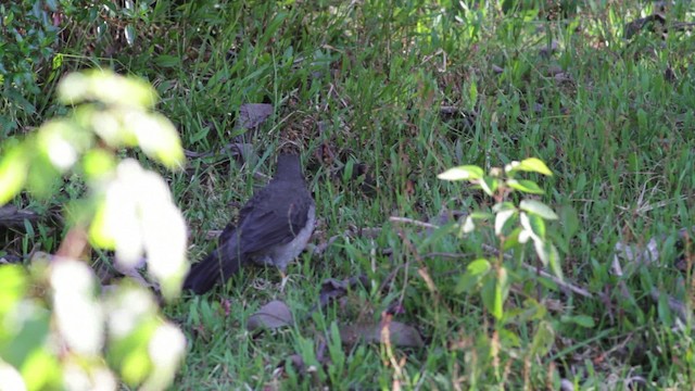 Great Thrush - ML474807