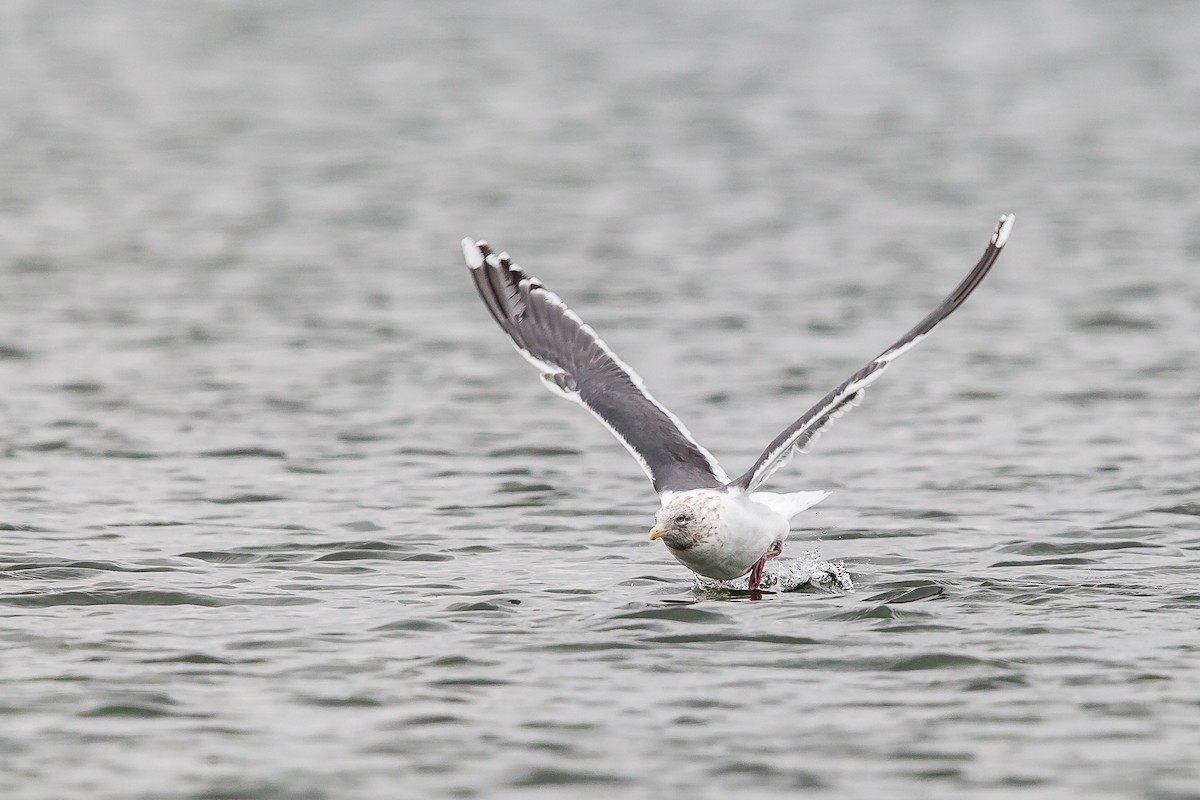 Slaty-backed Gull - ML47480701