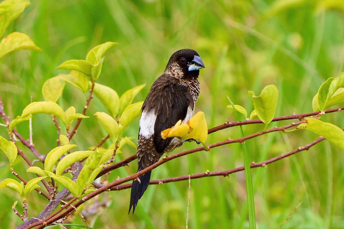 White-rumped Munia - ML474807061