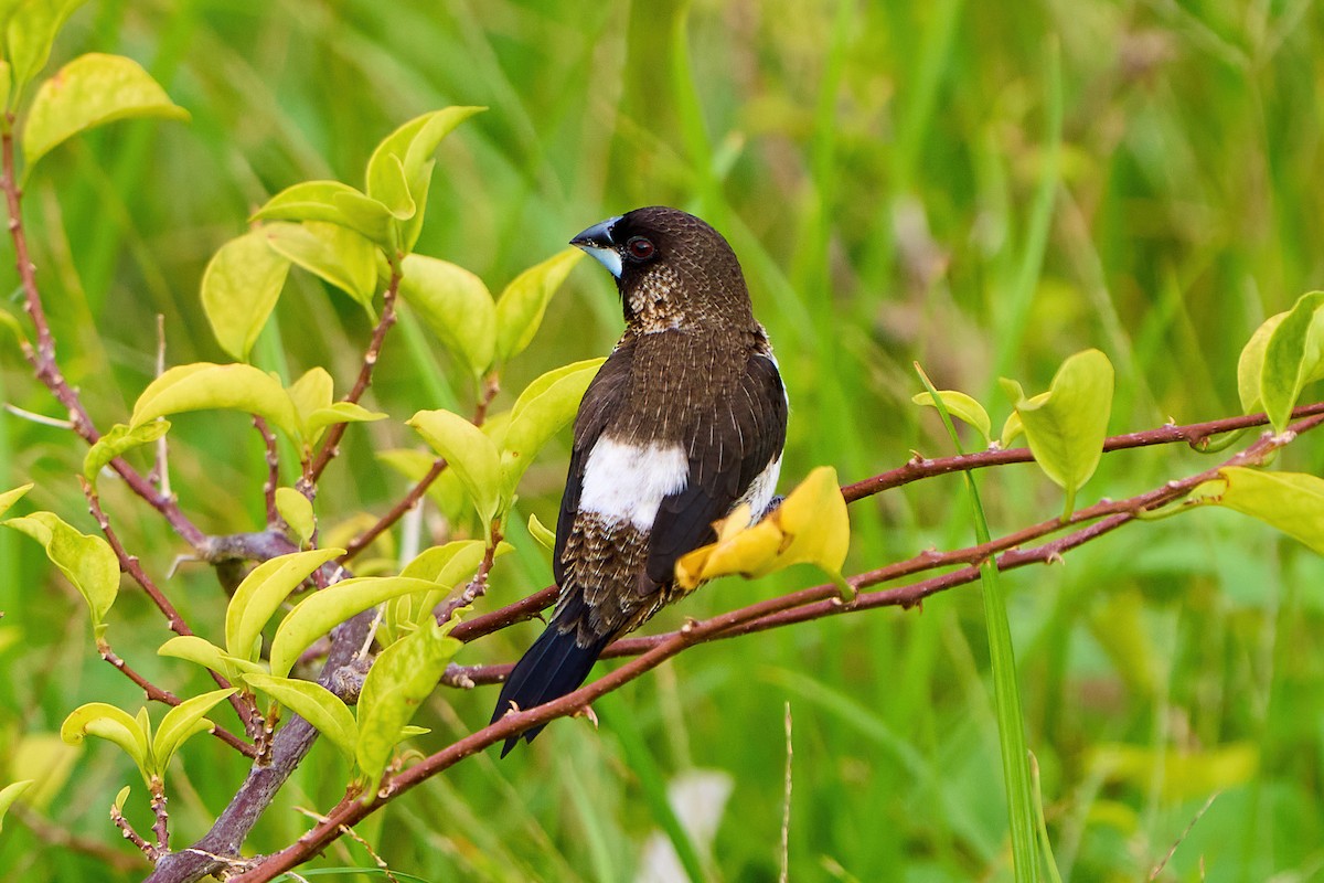 White-rumped Munia - ML474807081