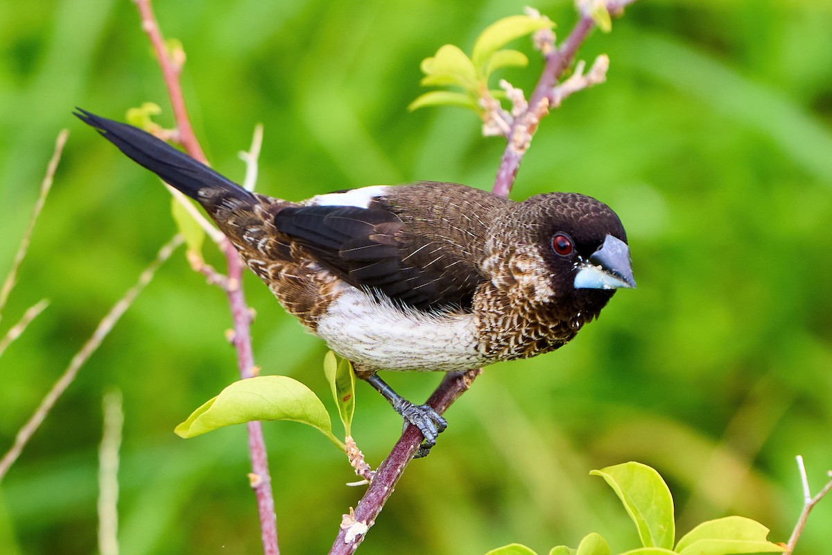 White-rumped Munia - ML474807091