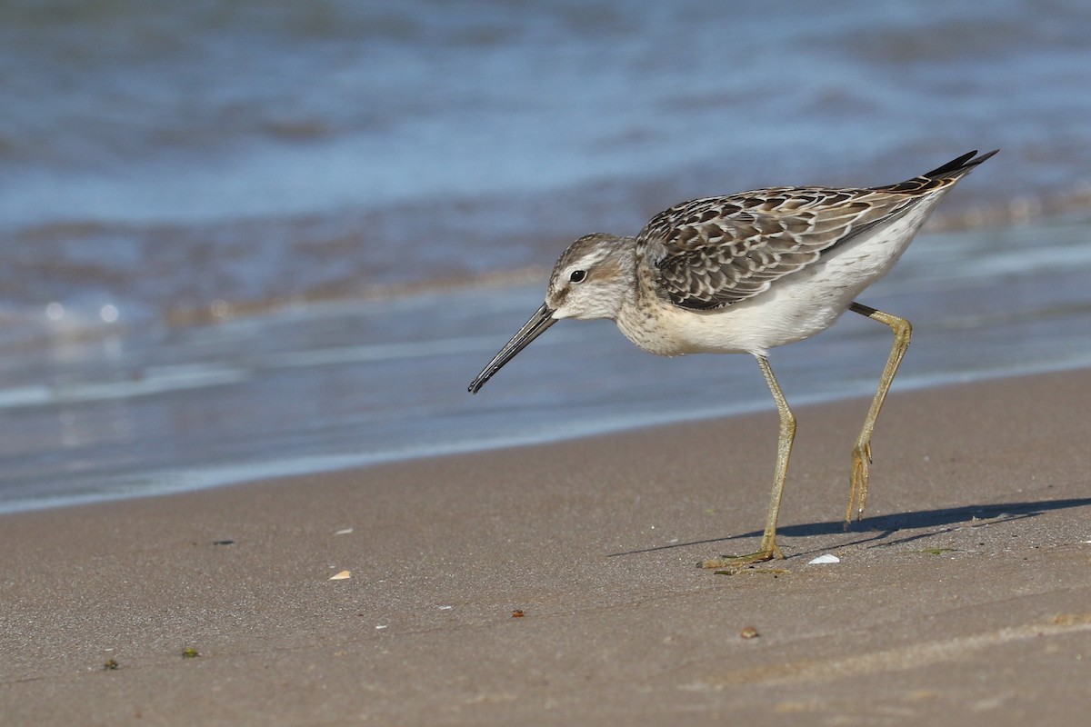 Stilt Sandpiper - ML474807521