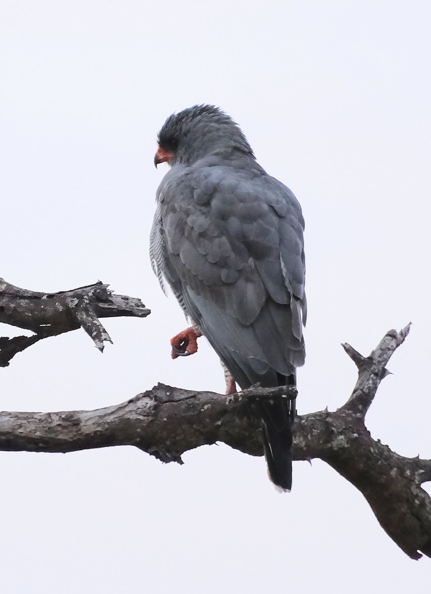 Dark Chanting-Goshawk - ML474807861