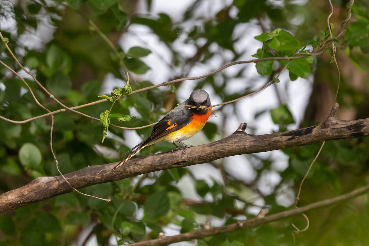 Small Minivet - ML474809011