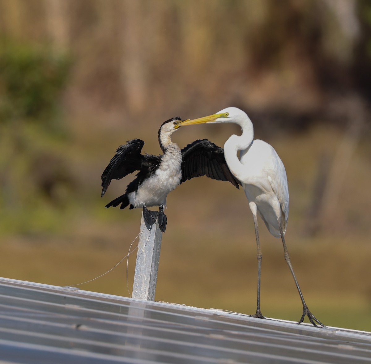 Great Egret - ML474809621