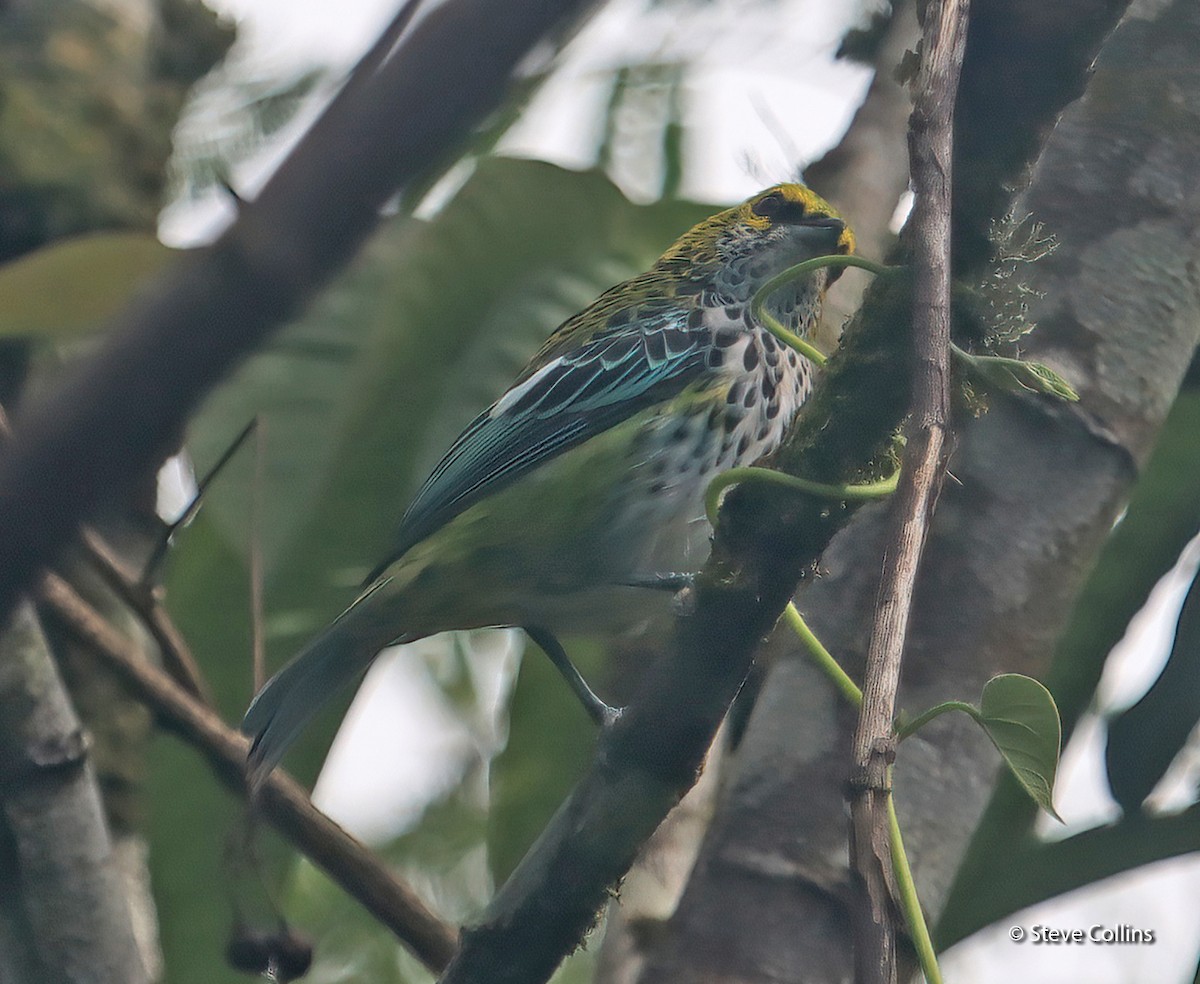 Speckled Tanager - ML474810581