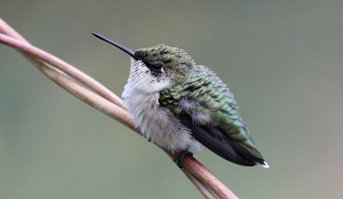 Ruby-throated Hummingbird - Erik Nielsen