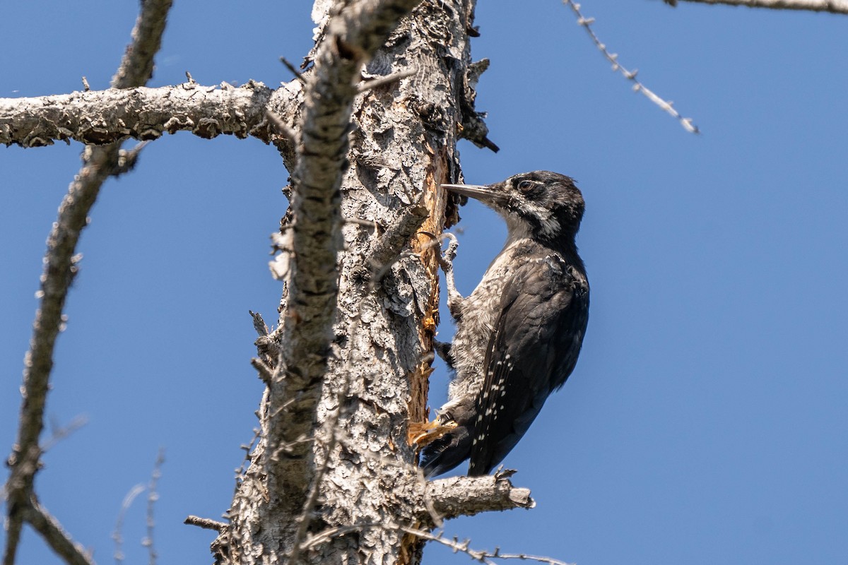 Black-backed Woodpecker - ML474811041