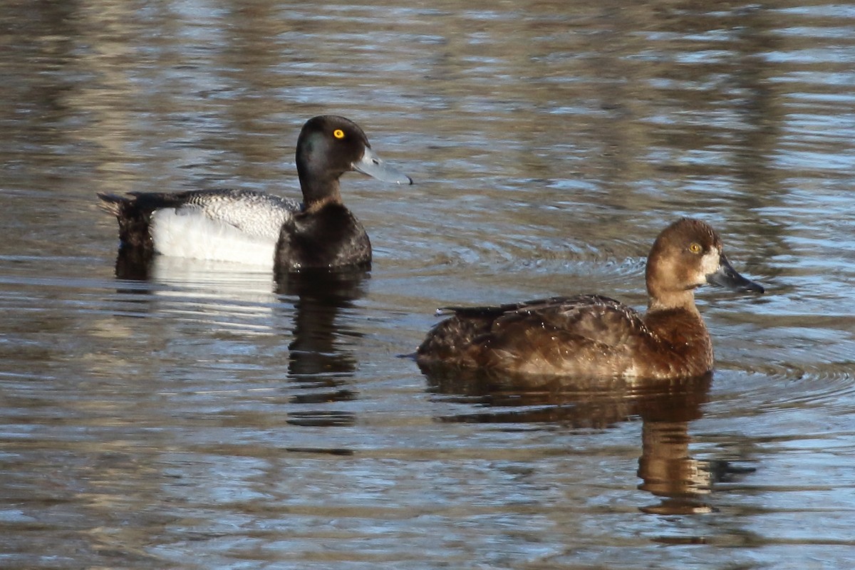 Greater Scaup - ML474811671