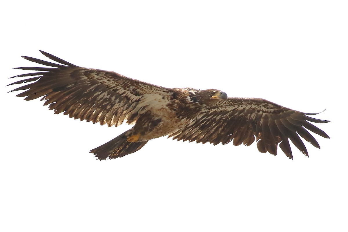 Weißkopf-Seeadler - ML474812051