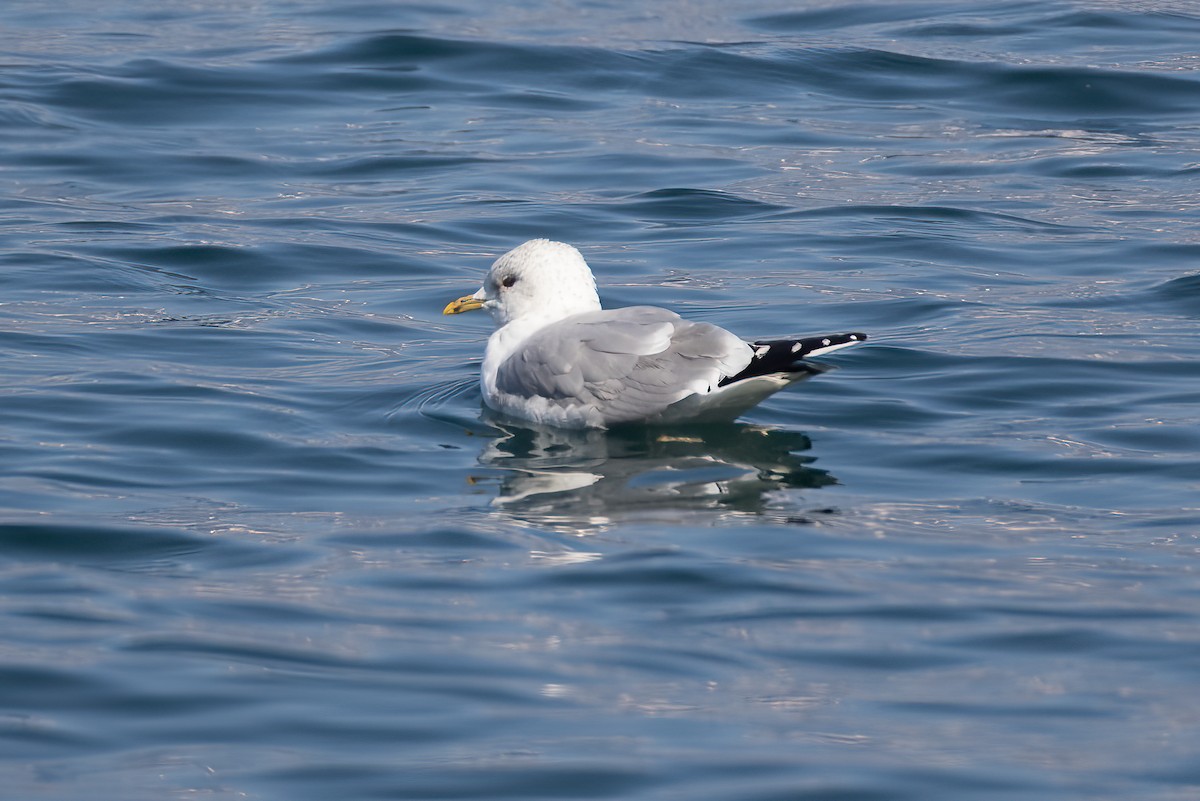 Common Gull - ML474812161