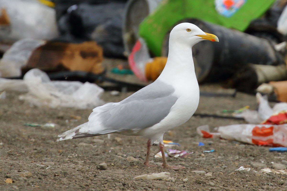 Gaviota Argéntea x Gavión Hiperbóreo (híbrido) - ML474812421