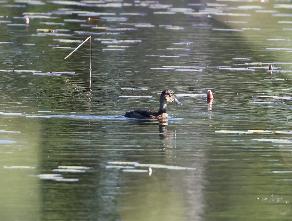 Ring-necked Duck - Scott Sneed