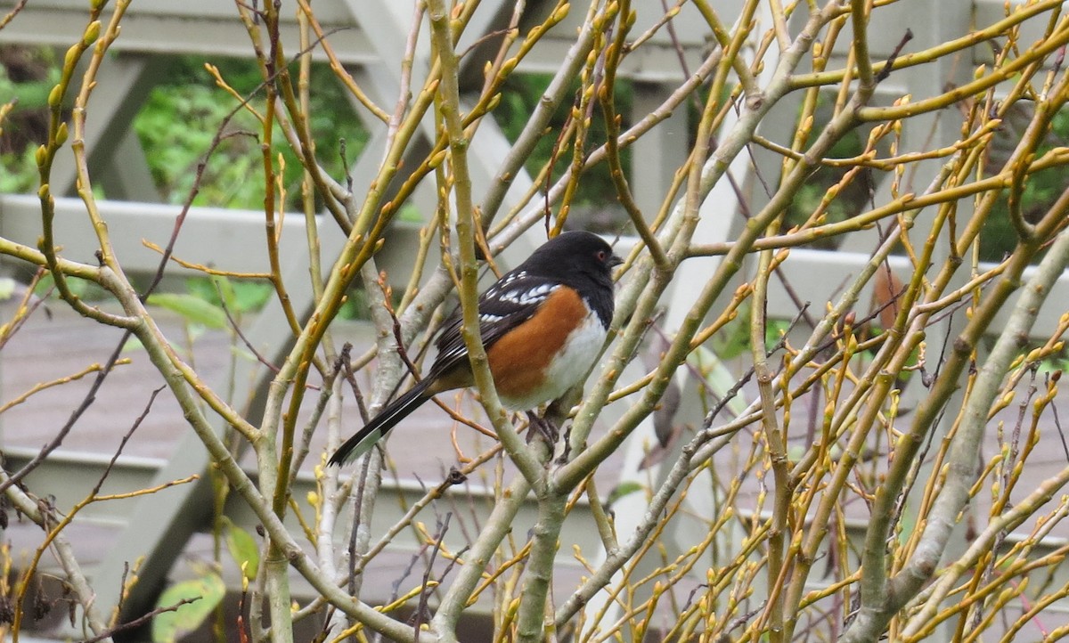 Spotted Towhee - ML47481341