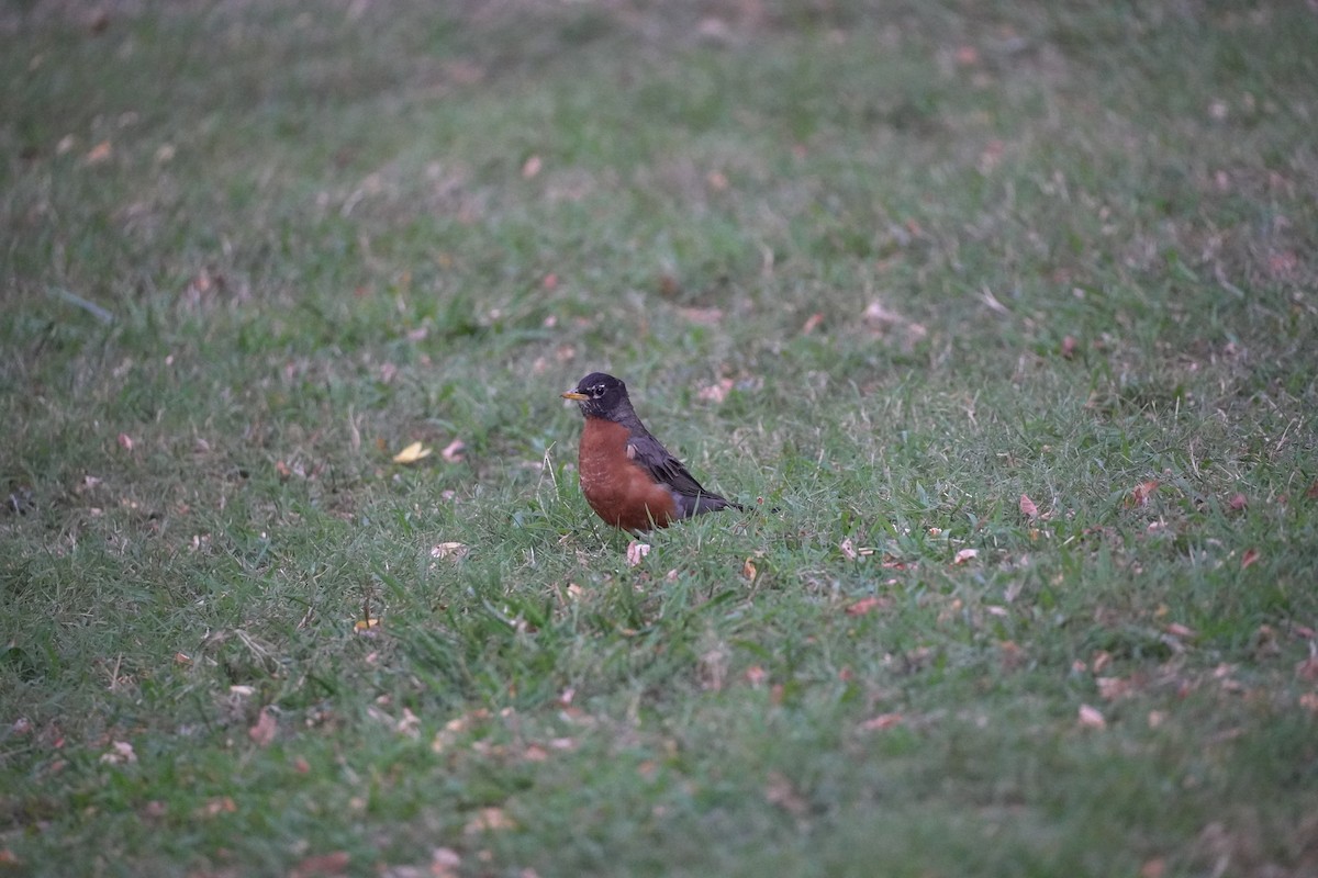 American Robin - ML474813501