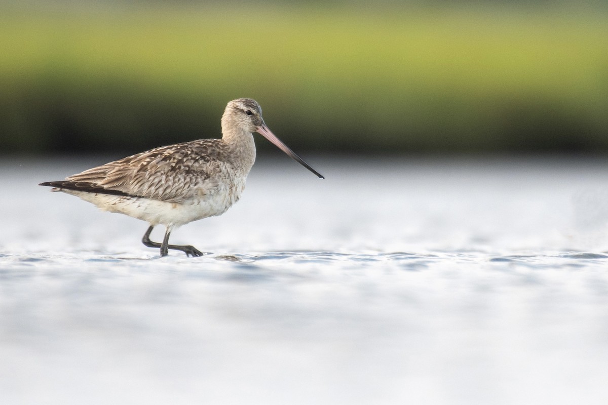 Bar-tailed Godwit (Siberian) - ML474813711