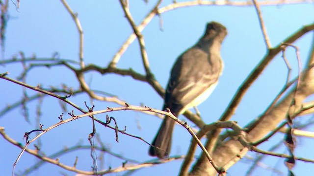 Brown-crested Flycatcher - ML474814081