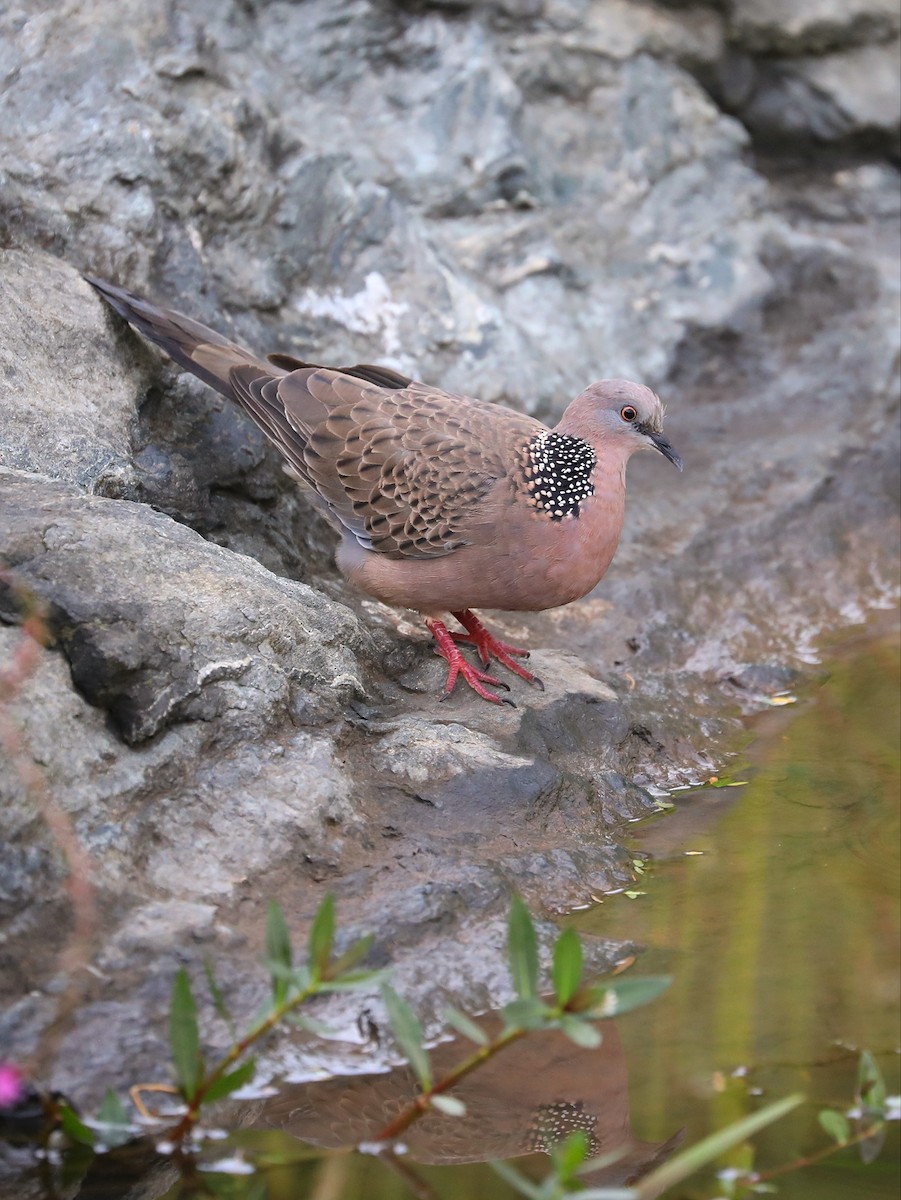 Spotted Dove - Matthias Alberti